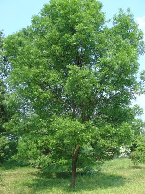 Fraxinus angustifolia 'Raywood'